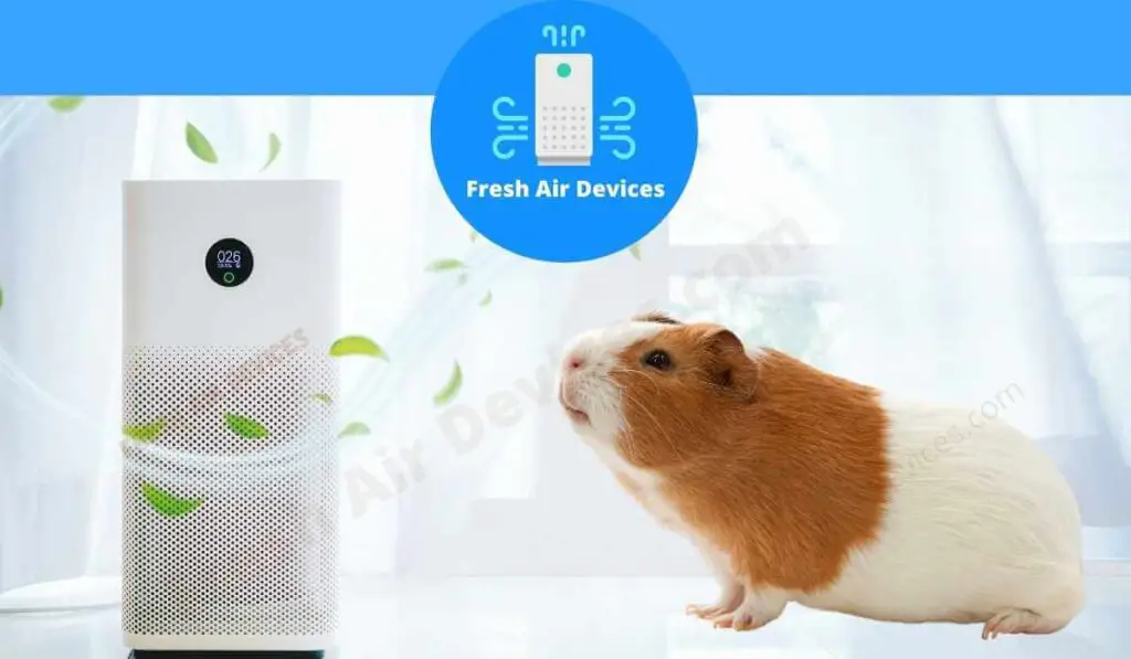 5 Best Air Purifiers For Guinea Pigs