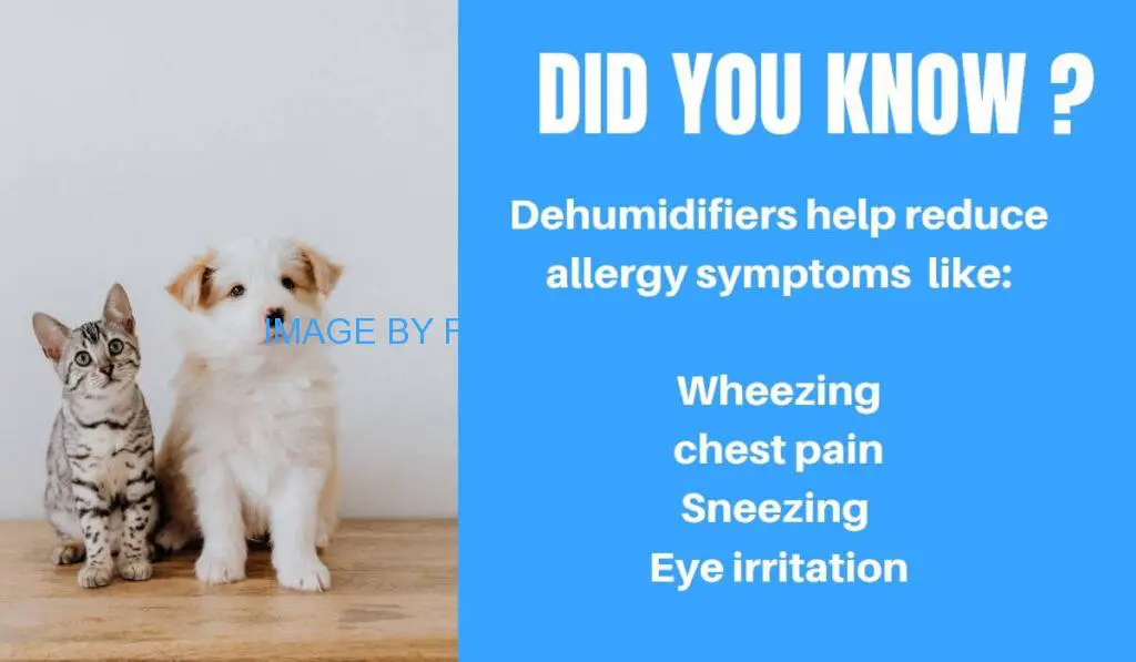 Will a Dehumidifier Help with Pet Odors?