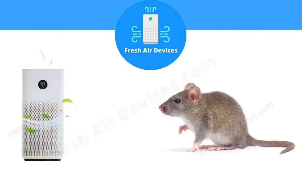 Best Air Purifiers For Rats