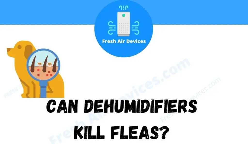 Can Dehumidifiers Kill Fleas?