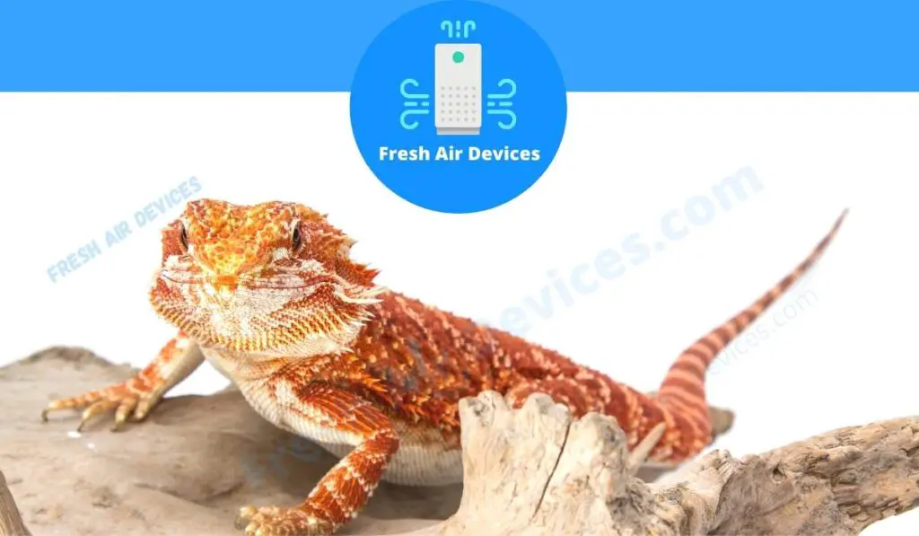 Dehumidifiers for Bearded Dragons