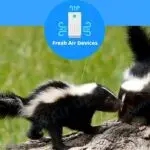 Will An Air Purifier Remove Skunk Smell