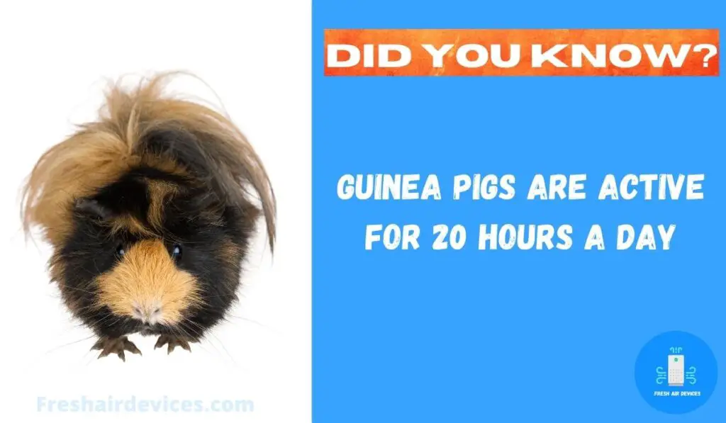Best Vacuums For Guinea Pig Poop