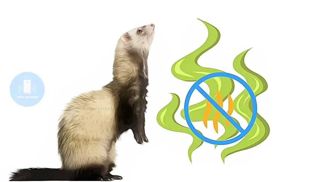 how to get rid of ferret smell
